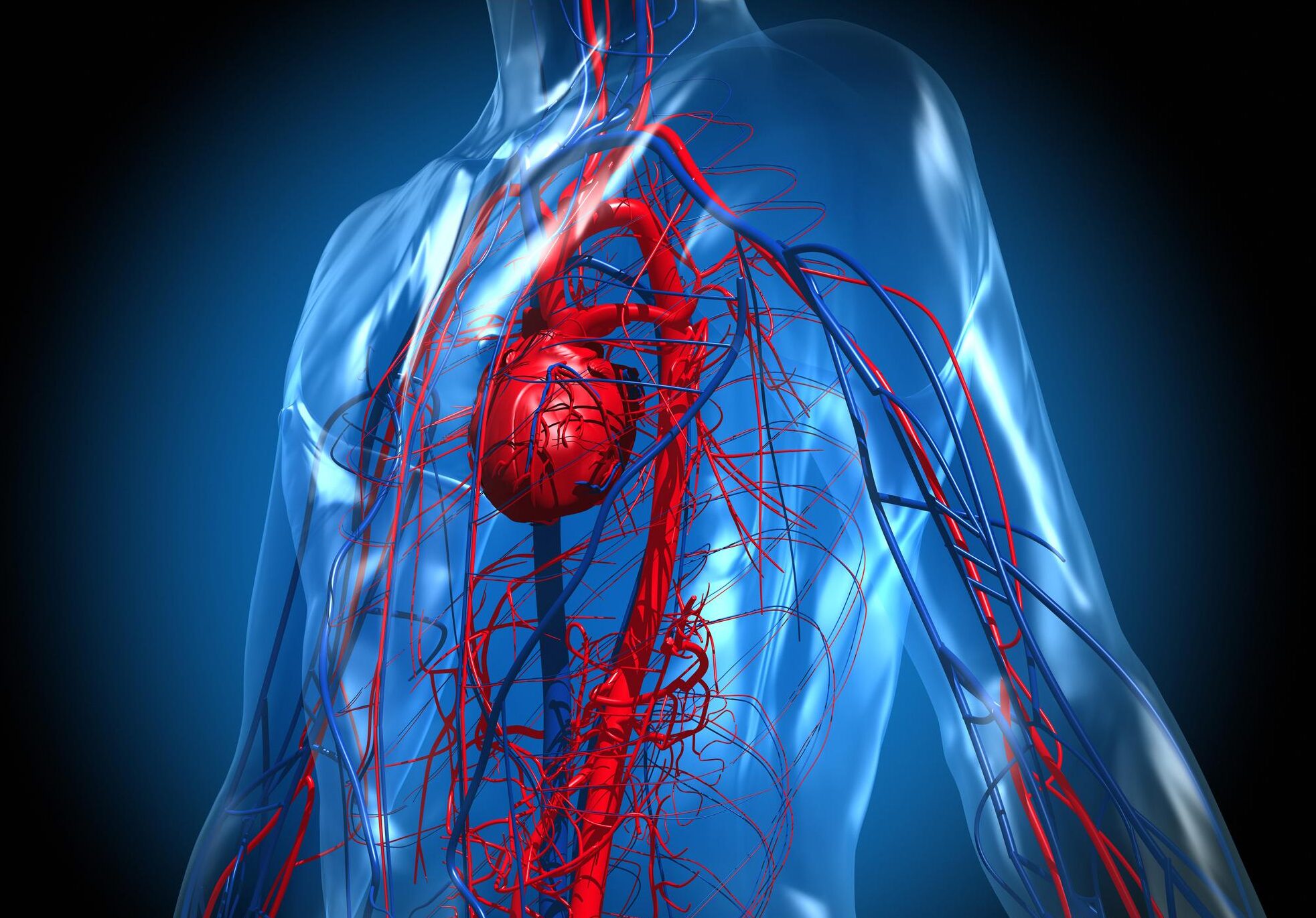 You are currently viewing The effects on the heart from aerobic and weight training exercises